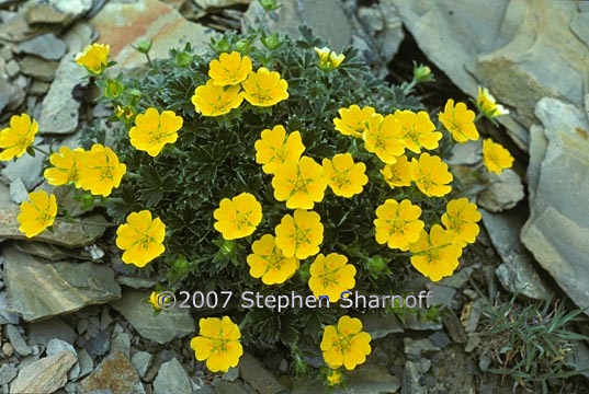 potentilla sp 1 graphic