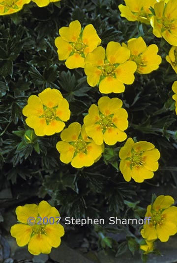 potentilla sp 2 graphic