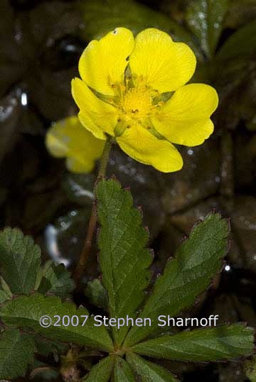 potentilla sp 3 graphic