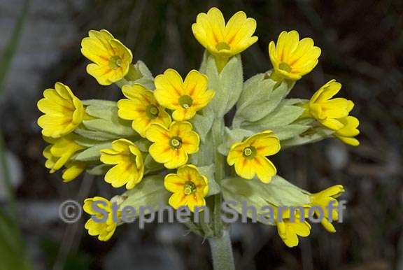 primula veris 4 graphic