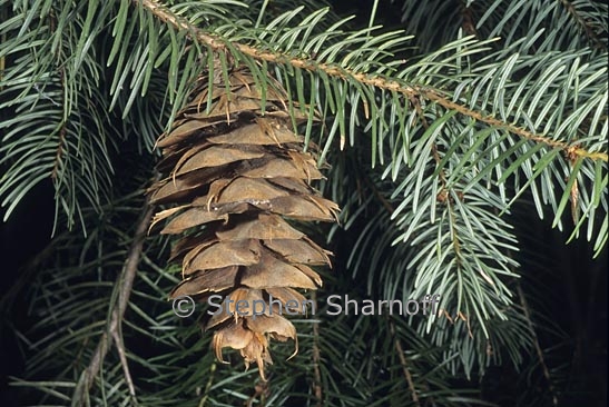 pseudotsuga menziesii 1 graphic