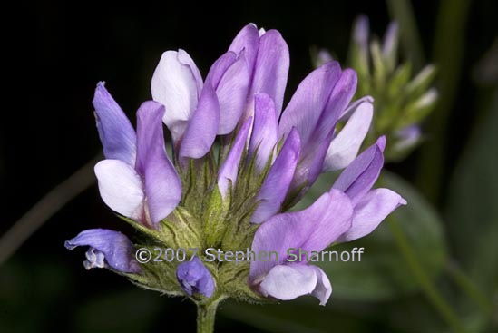 psoralea bituminosa 1 graphic