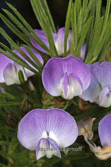 psoralea pinnata 1 graphic