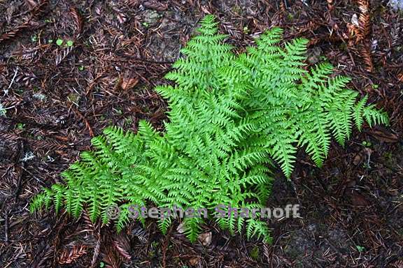 pteridium aquilinum var pubescens 9 graphic