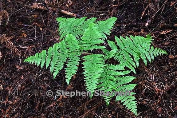 pteridium aquilinum var pubescens 7 graphic