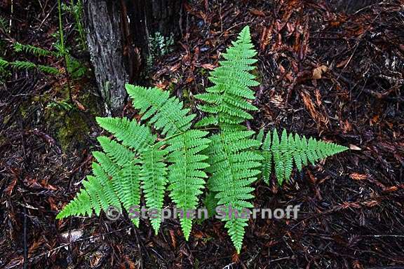 pteridium aquilinum var pubescens 6 graphic