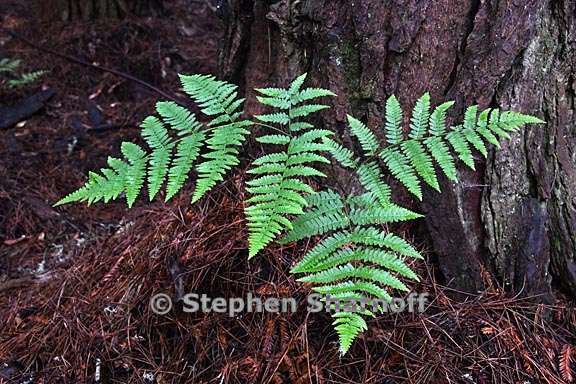 pteridium aquilinum var pubescens 2 graphic