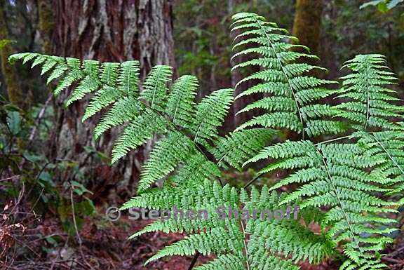 pteridium aquilinum var pubescens 4 graphic