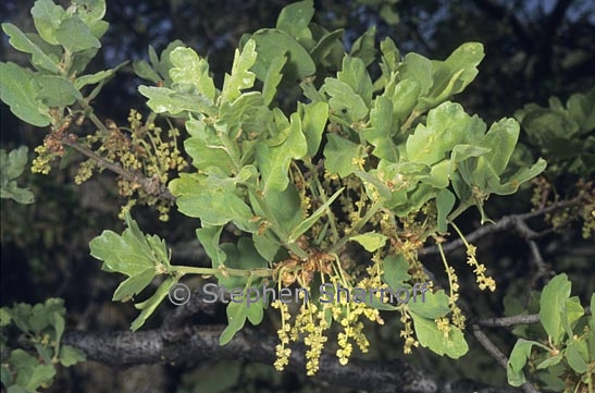 quercus douglasii 1 graphic