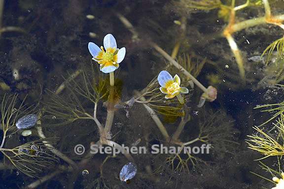 ranunculus aquatilis var diffusus 1 graphic