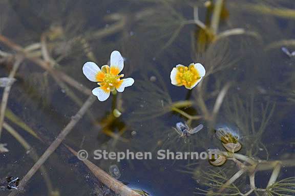 ranunculus aquatilis var diffusus 2 graphic