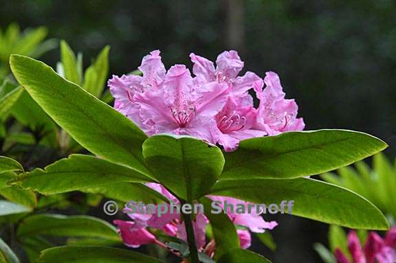 Rhododendron macrophyllum