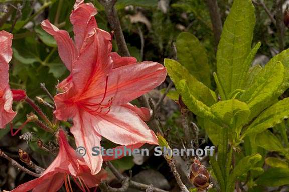Rhododendron molle ssp. japonicum subsection sinensia