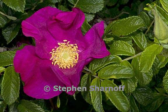 Rosa rugosa
