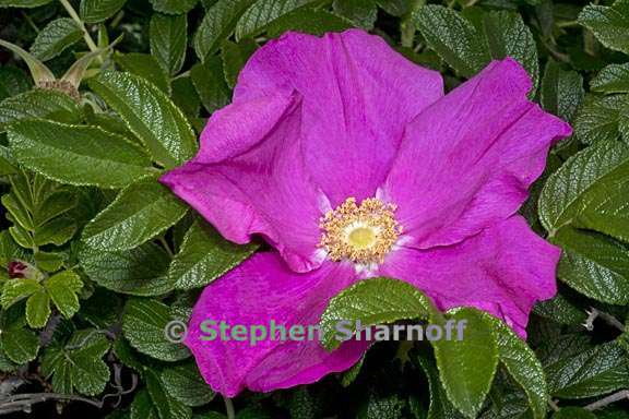 Rosa rugosa