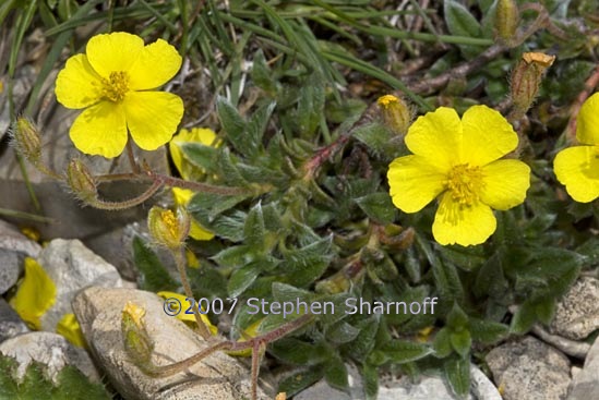 ranunculus montanus 2 graphic