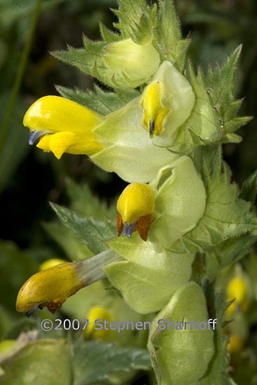 rhinanthus serotinus 1 graphic