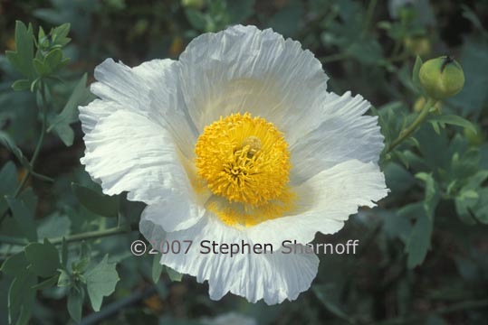 romneya coulteri 2 graphic