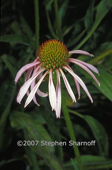 rudbeckia sp 1 graphic