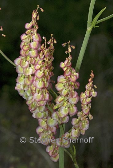 rumex crispus 1 graphic