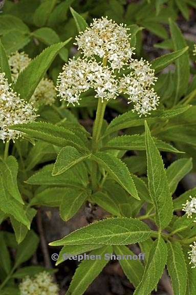 Sanango Racemosum Sambucus racemosa ssp. racemosa