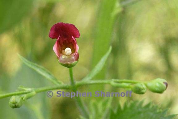 scrophularia californica 9 graphic