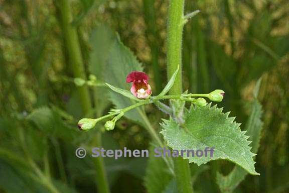 scrophularia californica 6 graphic