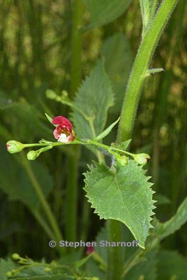 scrophularia californica 7 graphic