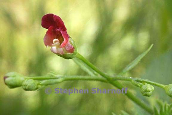 scrophularia californica 8 graphic