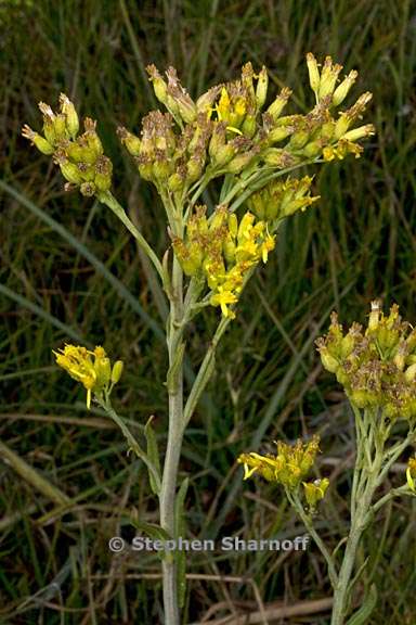 Water Ragwort Senecio hydrophiloides