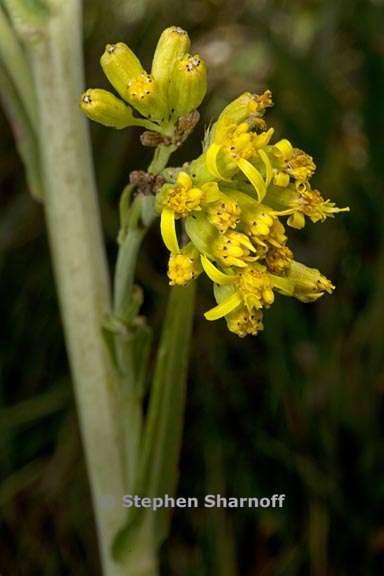 Water Ragwort Senecio hydrophiloides