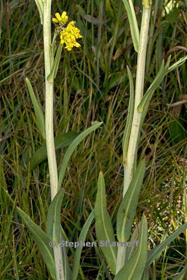 Water Ragwort Senecio hydrophiloides