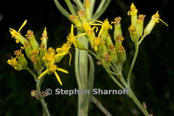 Water Ragwort Senecio hydrophiloides