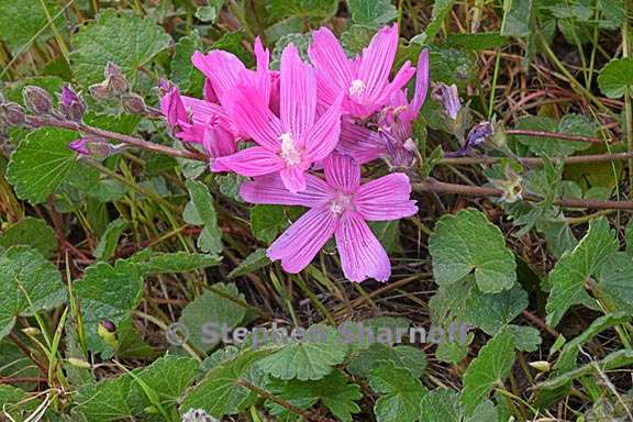 sidalcea malviflora 3 graphic