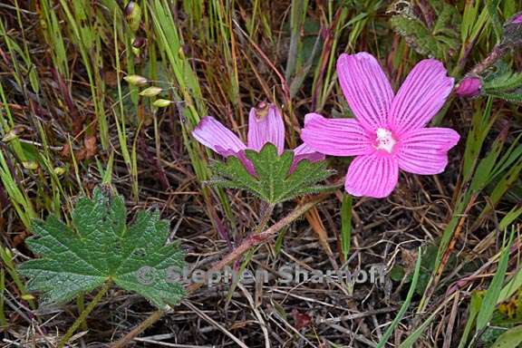 sidalcea malviflora 4 graphic