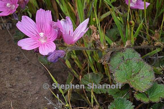 sidalcea malviflora 5 graphic