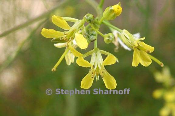 sisymbrium altissimum 1 graphic