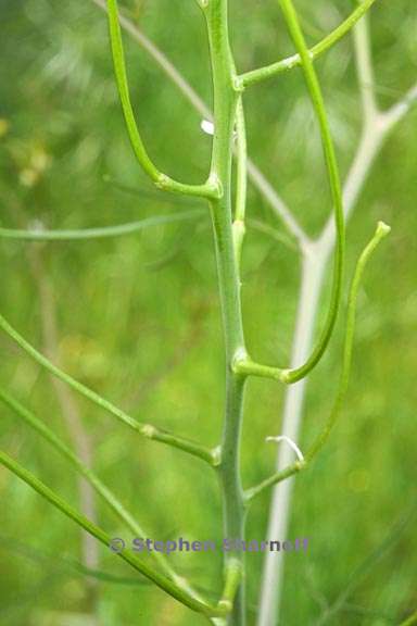 sisymbrium altissimum 3 graphic