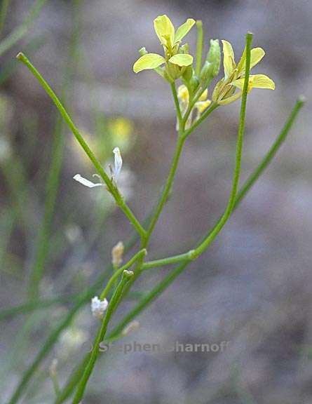 sisymbrium officinale 2 graphic