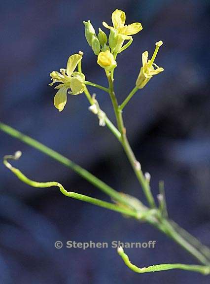 sisymbrium officinale 3 graphic