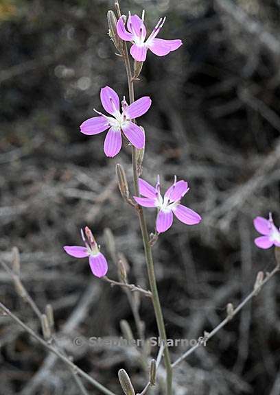 stephanomeria exigua 2 graphic