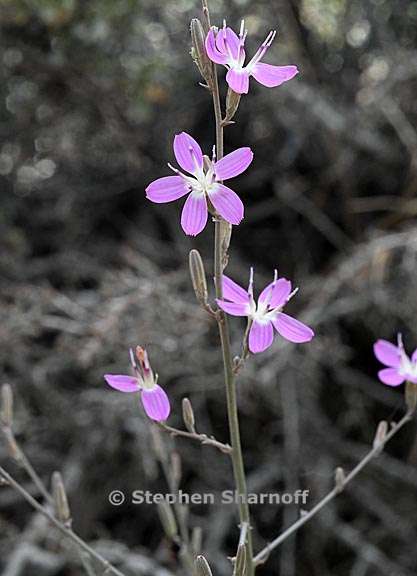 stephanomeria exigua 3 graphic