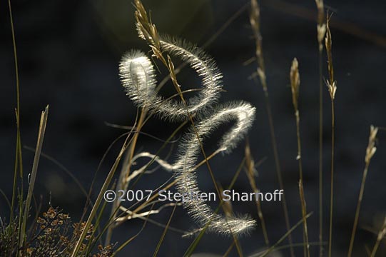 stipa pinnata 8 graphic