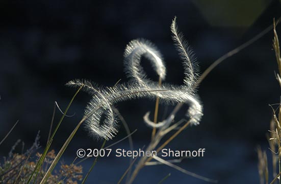 stipa pinnata 15 graphic