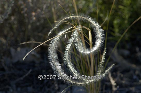 stipa pinnata 9 graphic