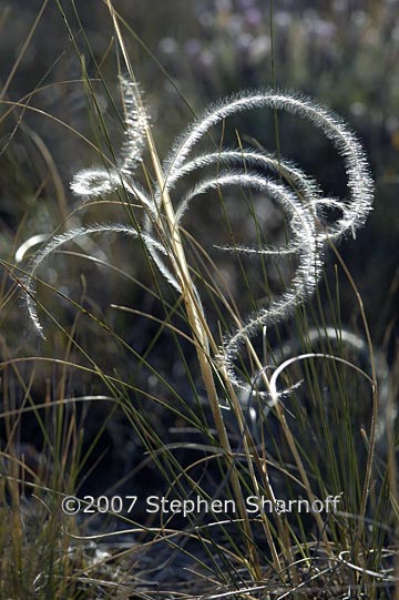 stipa pinnata 10 graphic