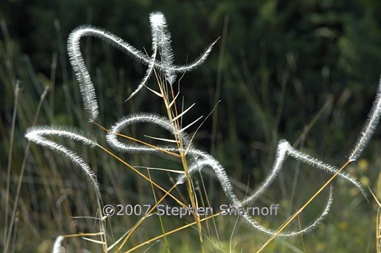 stipa pinnata 16 graphic