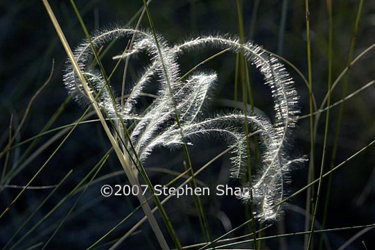 stipa pinnata 3 graphic