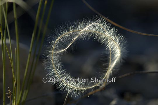 stipa pinnata 17 graphic