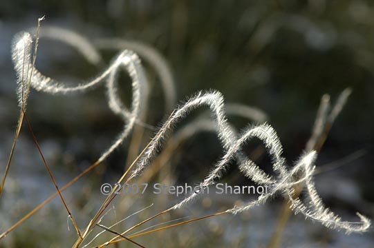 stipa pinnata 12 graphic